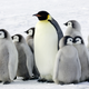 Illustration for article titled The Future of Emperor Penguins Is in Doubt